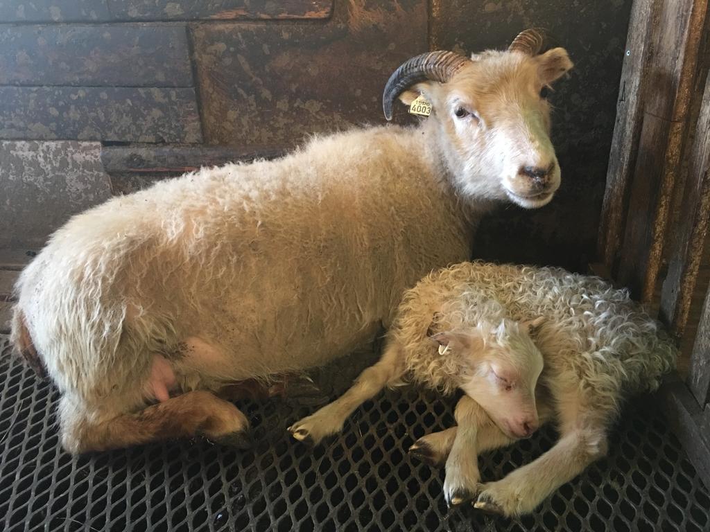 Oendolfsstathir Farm B&B Laugar  Exterior foto